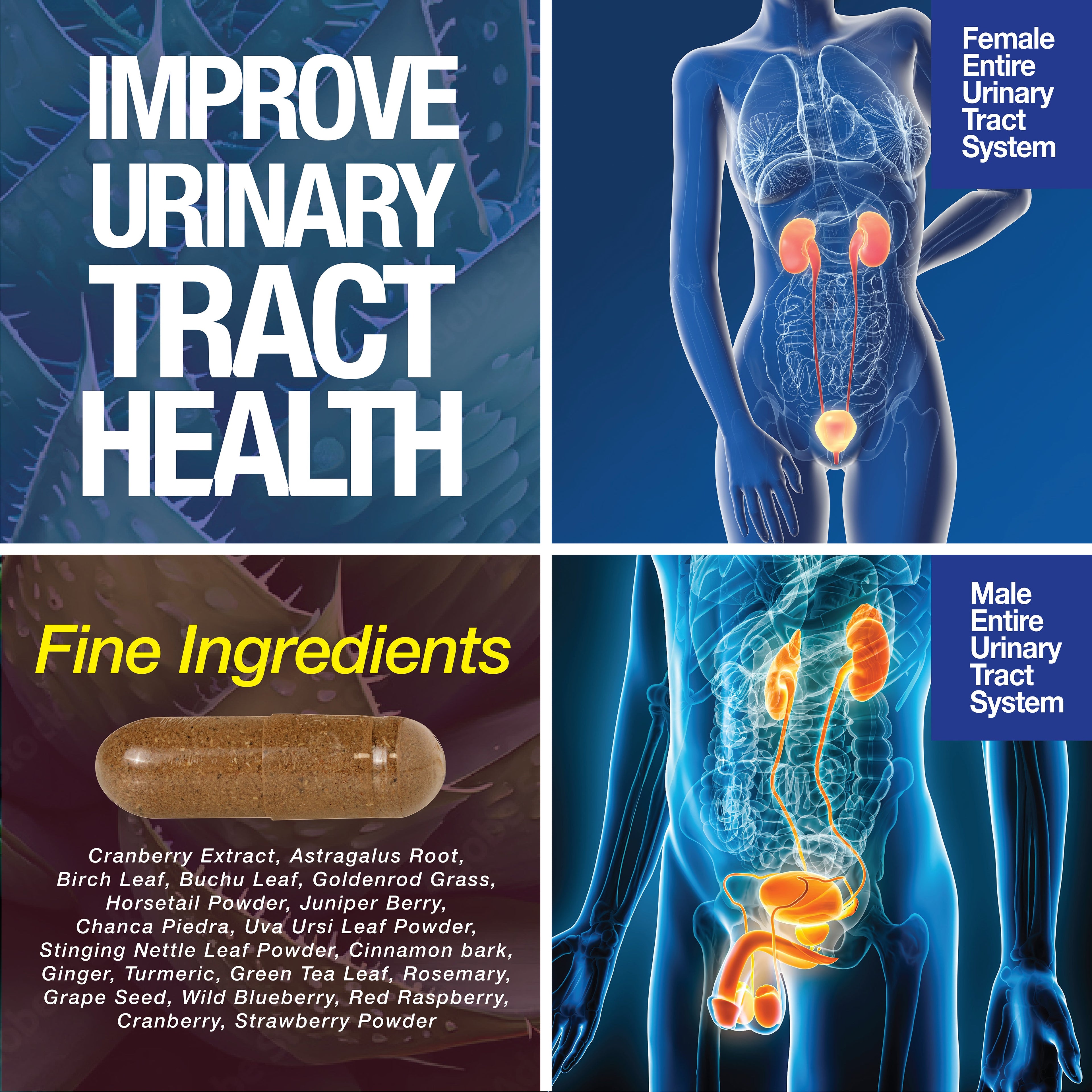 Kidney Support Cleanse Detox & Repair -120 Capsules - Cranberry & Astragalus Root Pills